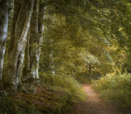 Wapley Hill Fort woodland walks