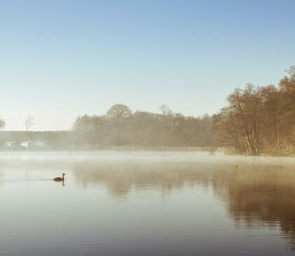 Winter morning, a swan glides across Pearl Lake