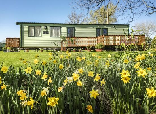 Daffodils at Arrow Bank 5 star holiday park Herefordshire