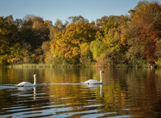 Autumn swans at Pearl Lake - photo