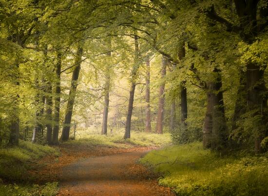 Nash Woods, Presteigne photo