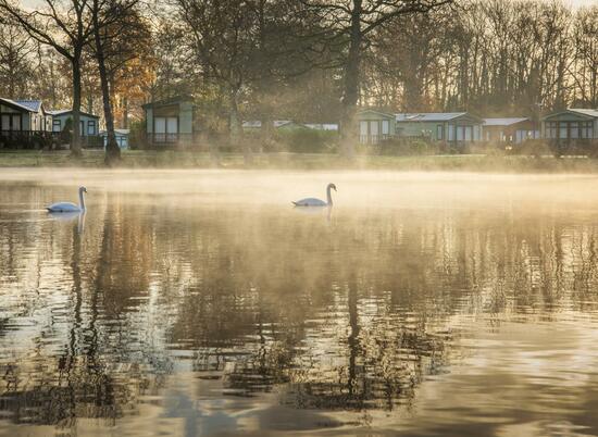 Swans in winter morning mist at Pearl Lake photo