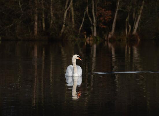 Swan at Pearl Lake holiday home park with fishing lake