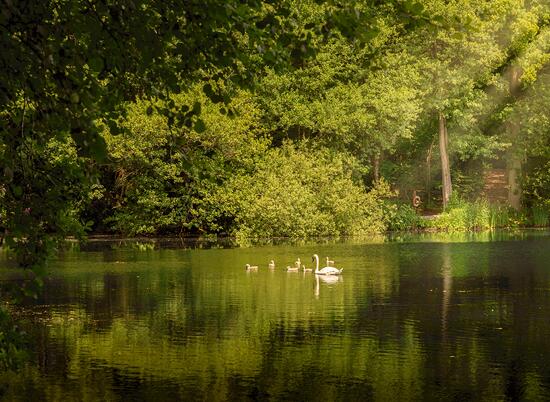 Cygnets on the lake, Pearl Lake, Herefordshire.