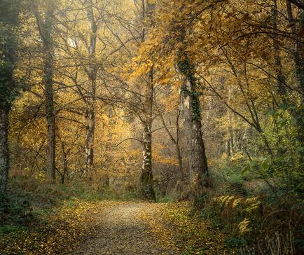 Pearl Lake woodland walk in full autumn colours photo