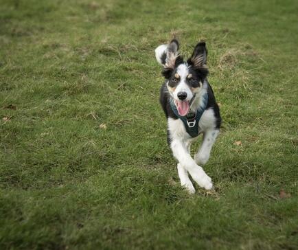 Dog friendly holiday parks, off lead dog running at Pearl Lake