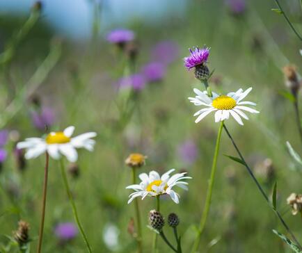 Nature trail at Arrow Bank wild flower meadow