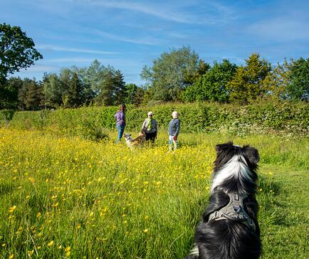 Pet friendly holiday park at Pearl Lake, herefordshire. Dog field photo