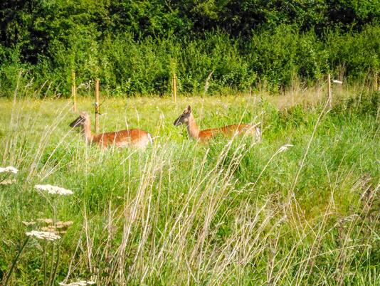 Wild deer on the Nature trail at Arrow Bank photo