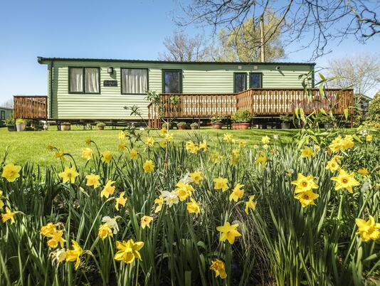Daffodils at Arrow Bank 5 star holiday park Herefordshire