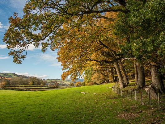 Woodland on the edge of Rockbridge Park footpath