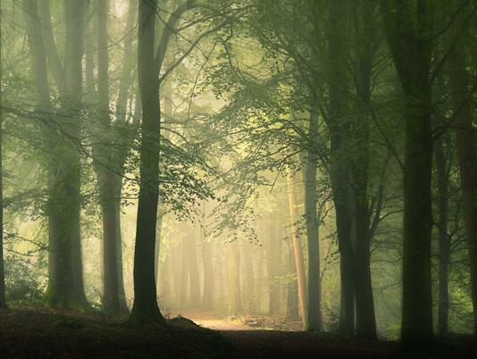 Wapley Hill Fort. Enchanting forest walks near Rockbridge Park