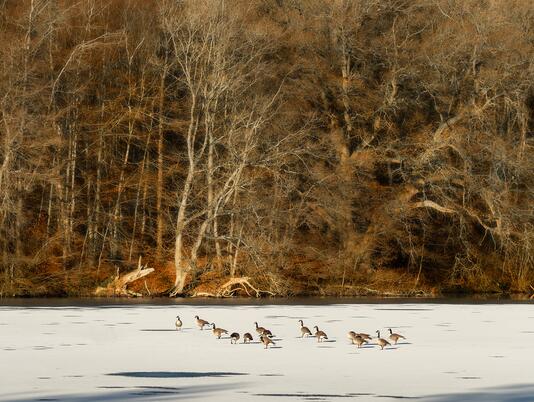 Winter geese at Pearl Lake Country Holiday Park