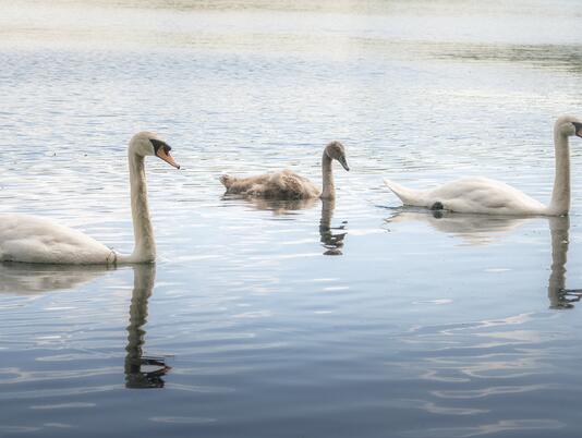 Natural wildlife gracing Pearl Lake caravan park