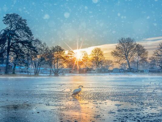 Winter blues - swan walking on ice at Pearl Lake