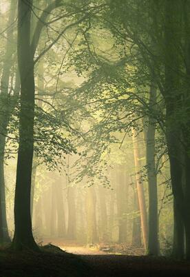 Wapley Hill Fort. Enchanting forest walks near Rockbridge Park