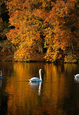 5 star caravan holiday park with fishing lake - Pearl Lake Herefordshire.