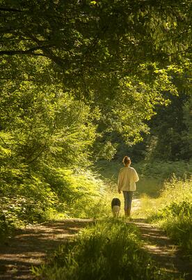 Woodland dog walking, Pearl Lake