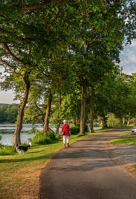 Lake edge evening dog walk at Pearl Lake, Herefordshire