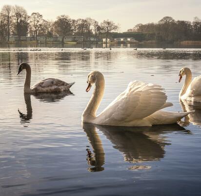 swans in autumn light photo