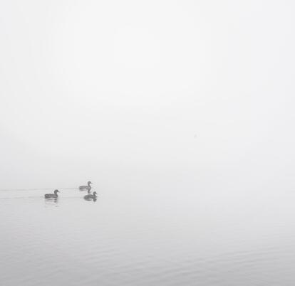 Ducks in the mist at Pearl lake - photo