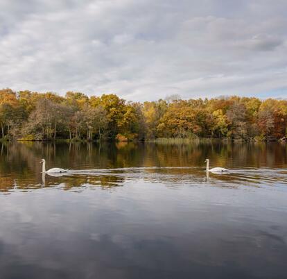 Calm autumn morning at Pearl Lake