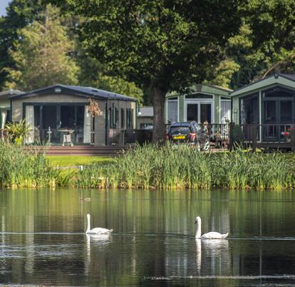 Swans gliding by on the lake at Pearl Lake