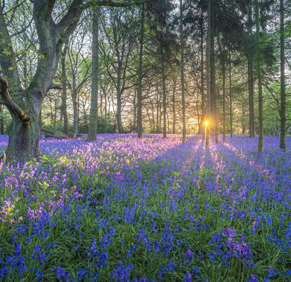 Bluebell woodland near to Rockbridge Park photo