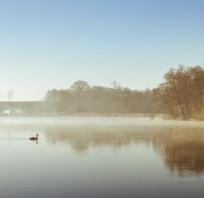 Winter morning, a swan glides across Pearl Lake