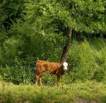 cattle by the river at Rockbridge Park