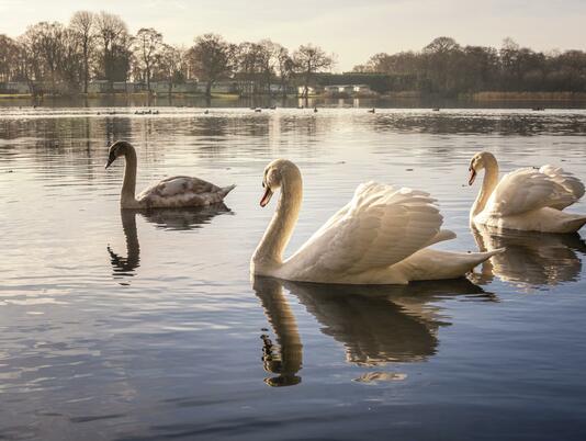 swans in autumn light photo