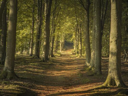 Beautiful local woodland walks at Wapley Hill Fort