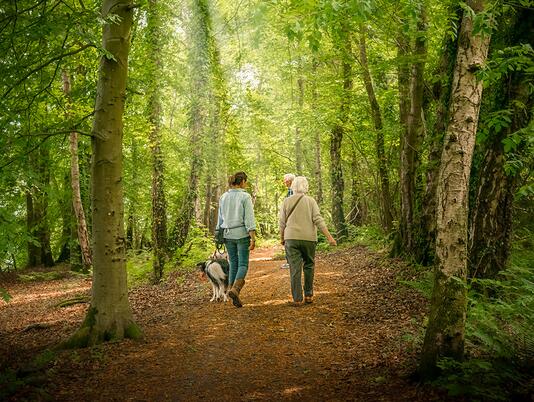 Woodland walks at Pearl Lake Country Holiday Park, Herefordshire