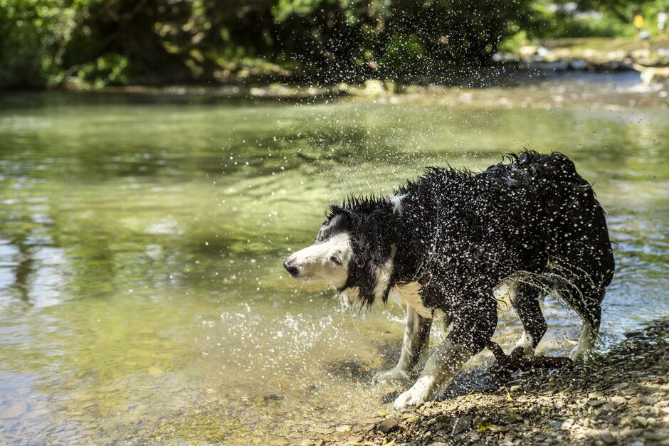 dog friendly holiday parks photo